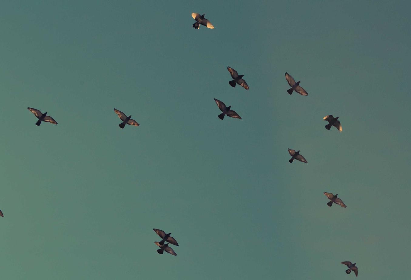 金币充值平台代理