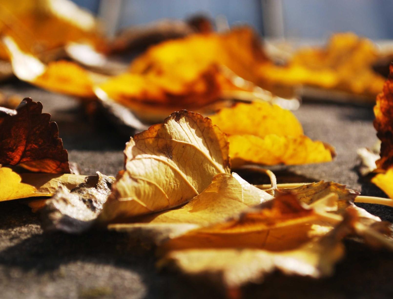 分发实名账号：如何注册王品牛排会员账号