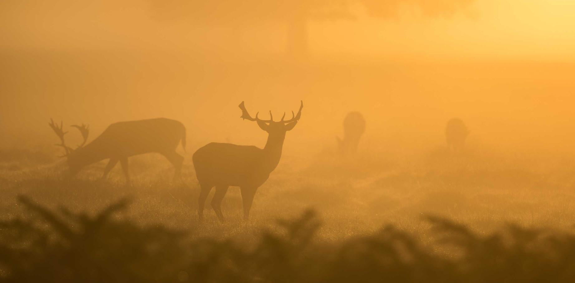 日税金鼎和平：购买保险的平台