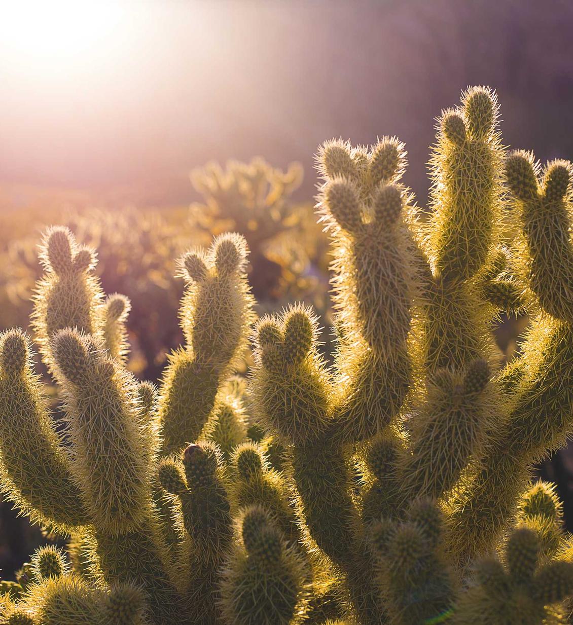 宇宙ip实名账号：实名制账号，保护未成年人网络安全