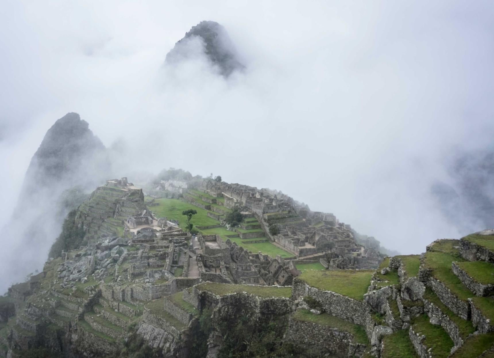 香港植物购买平台