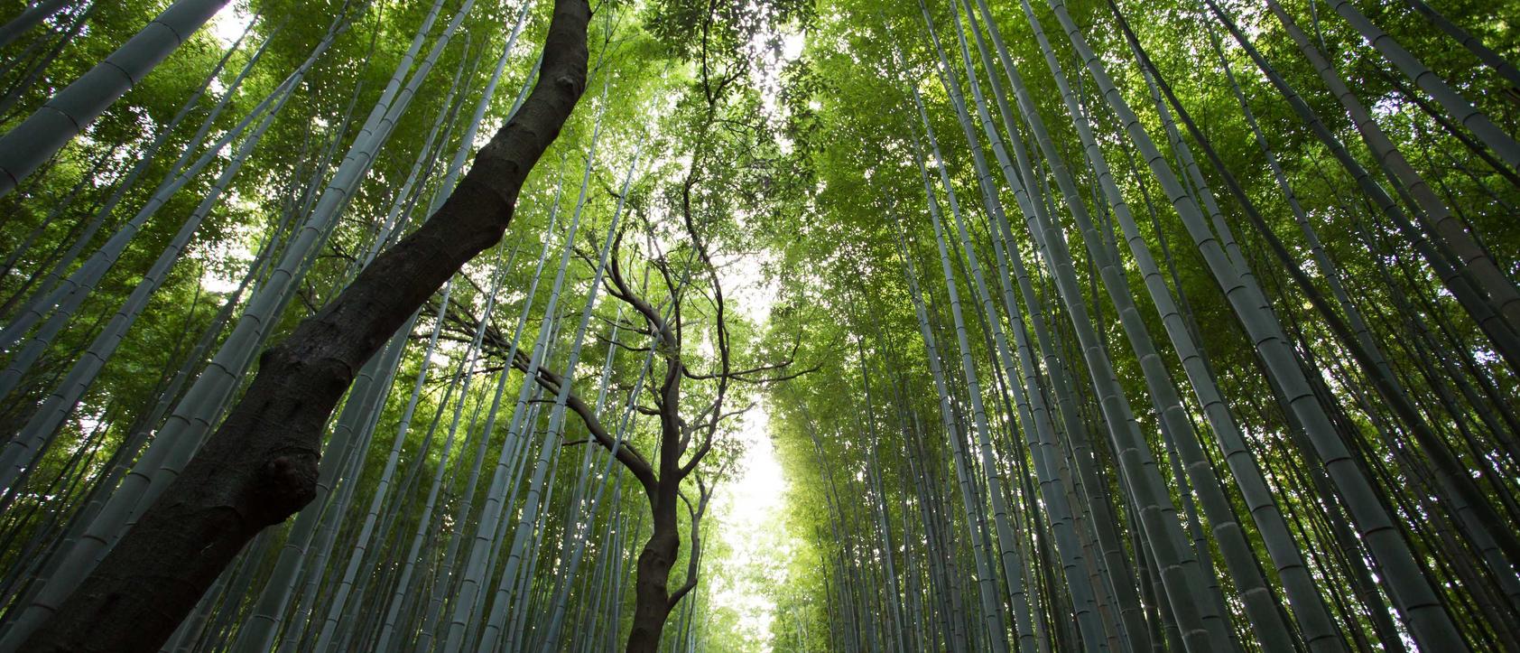 快代理ip实名账号:澳门中药注册代理