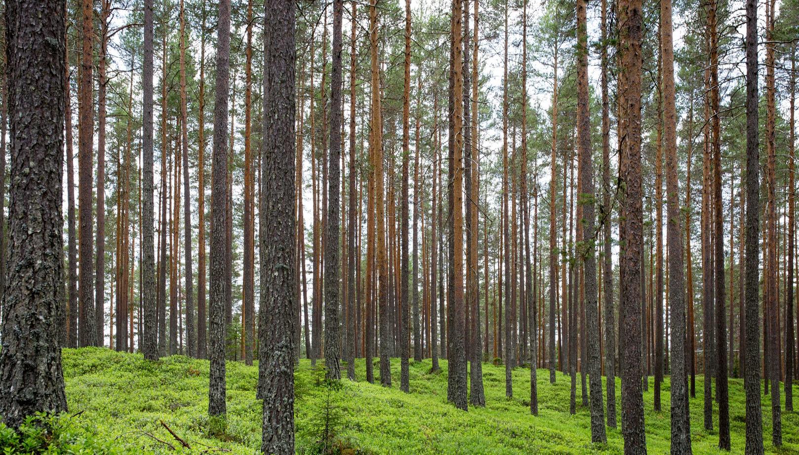 ios app 详情下载教程地址