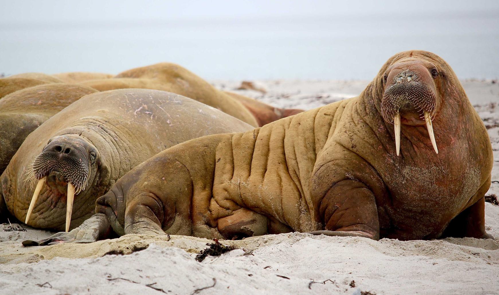 利澳国际mbi官网详情下载教程app