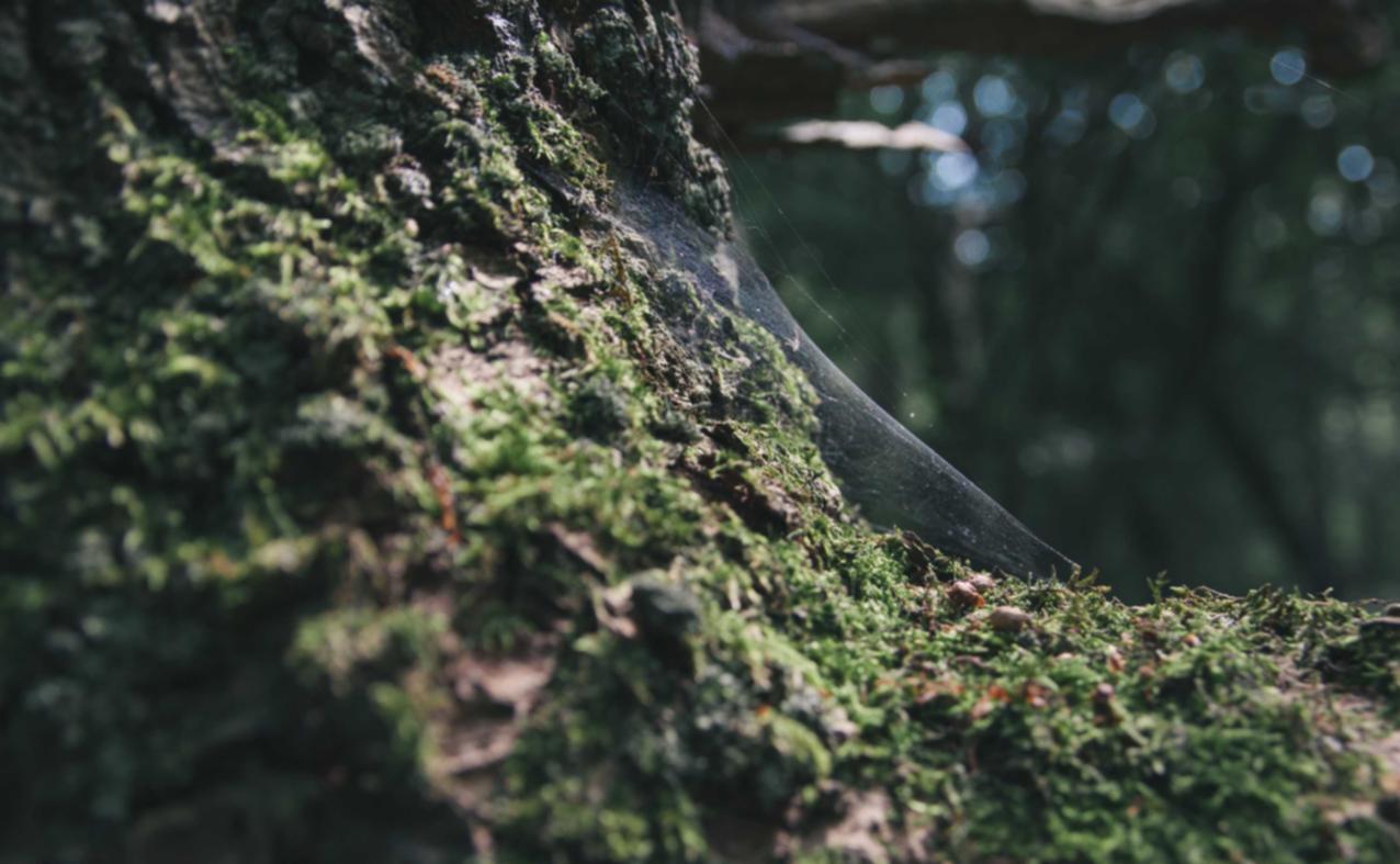 小红书实名账号：小猫官方app详情下载教程