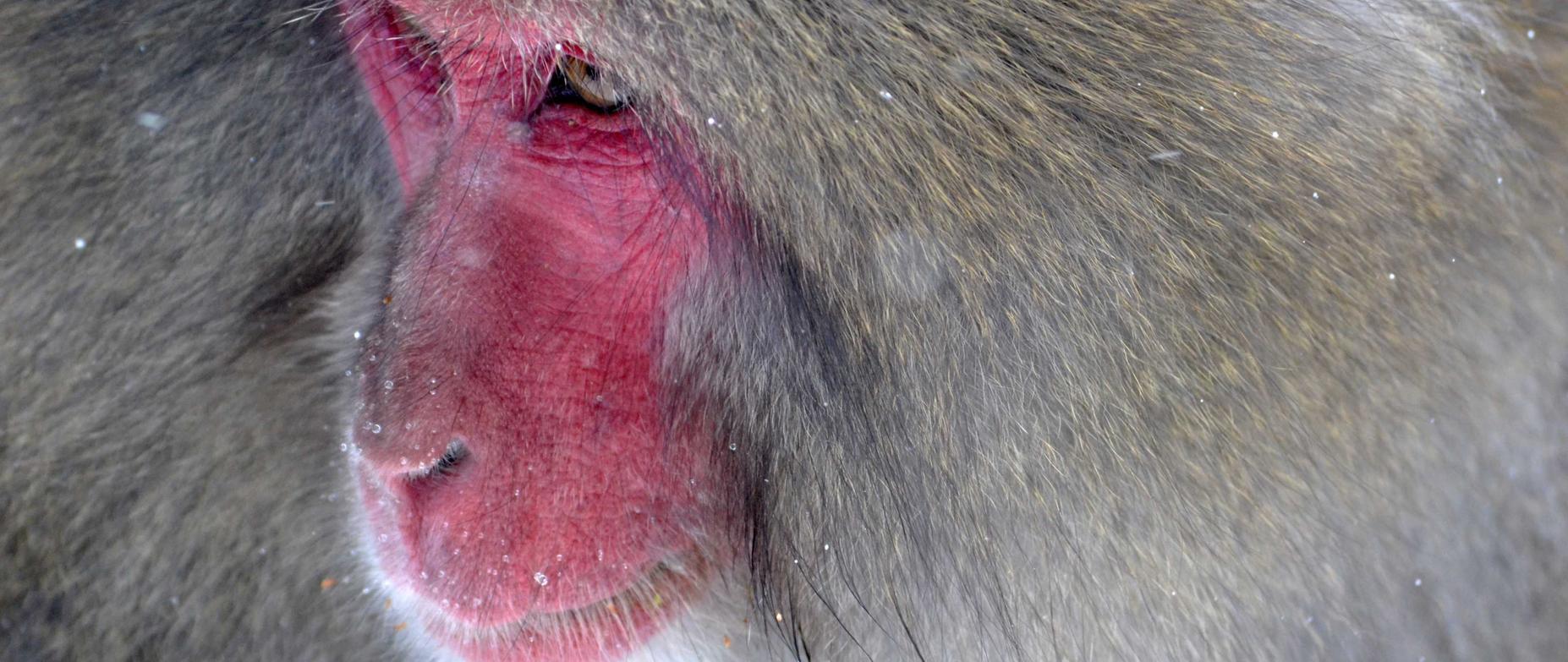 京东实名账号：内蒙古礼物代理信息平台