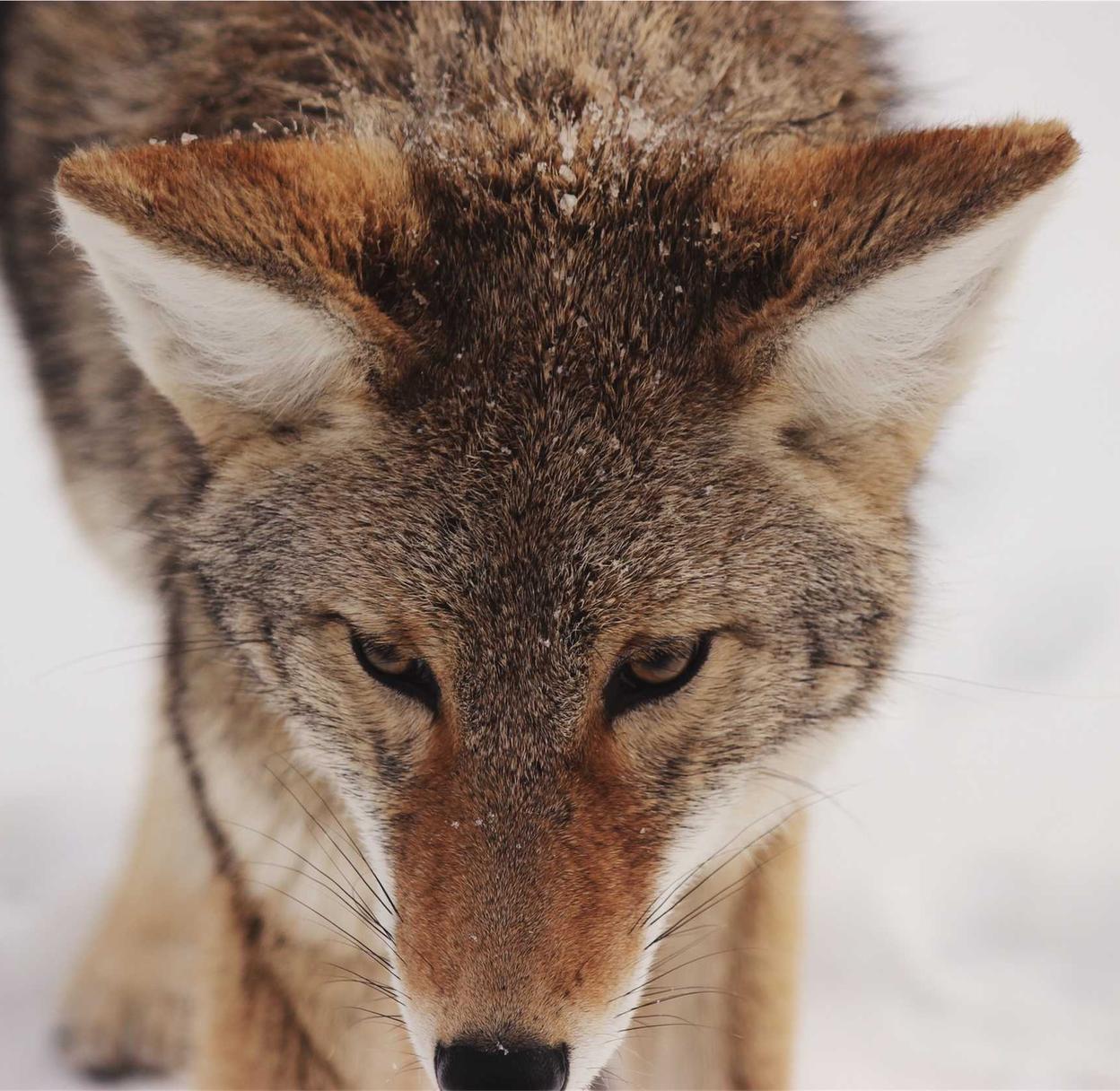 全新微信批发：如何避免短信营销的骚扰和垃圾信息？