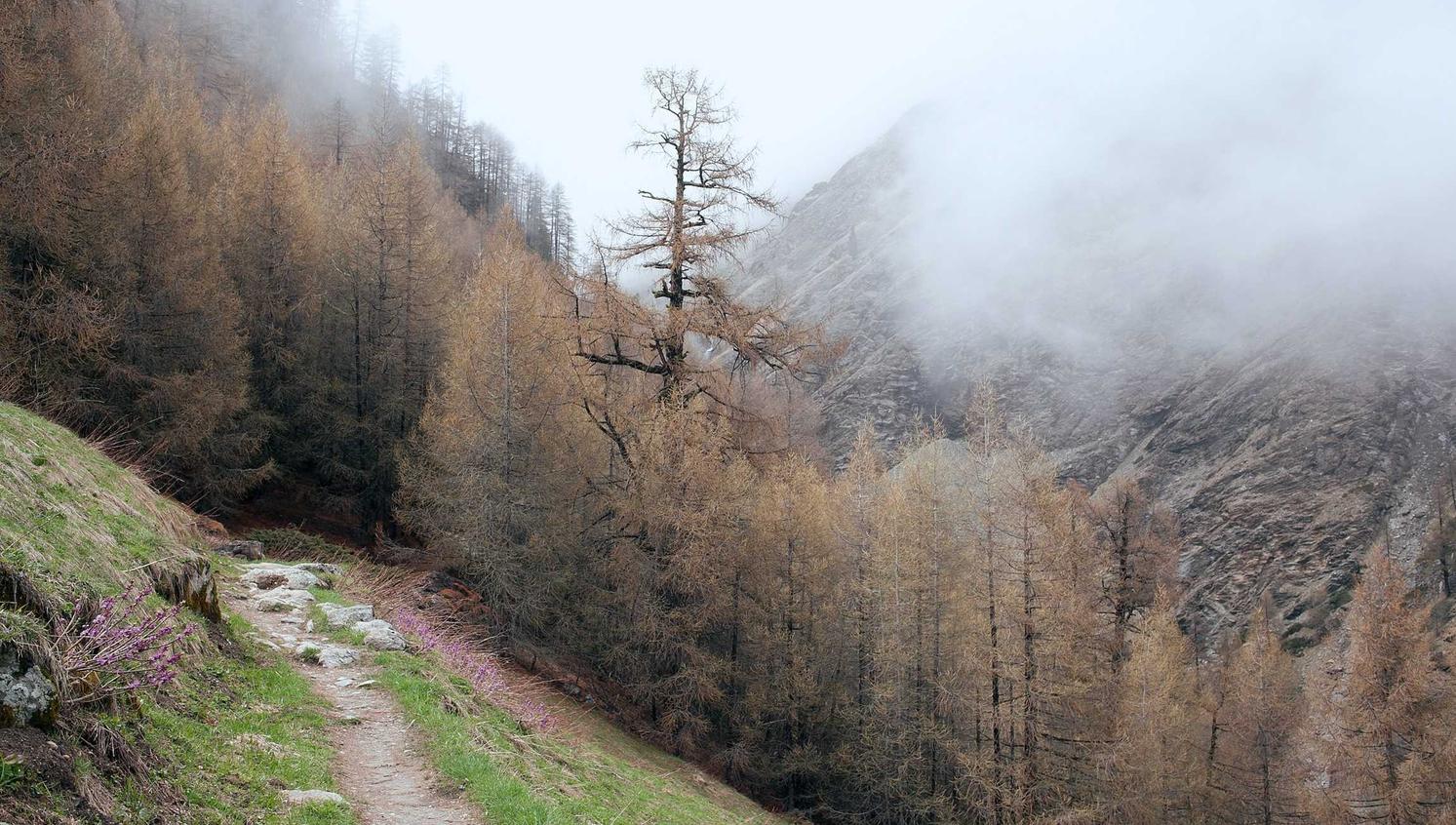 忘川风华录：有范app详情下载教程
